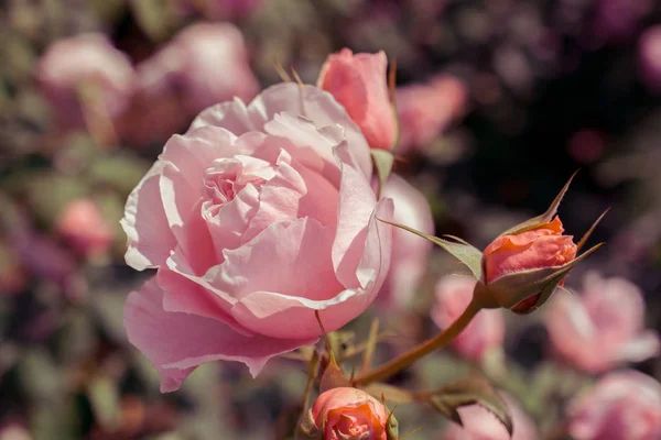 Flores Hermosas Rosas Colores Fondo Del Jardín — Foto de Stock