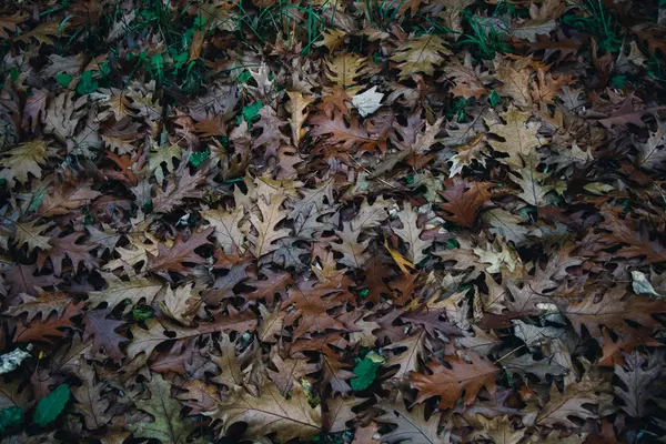 秋は背景の質感を残します 葉の背景色 — ストック写真