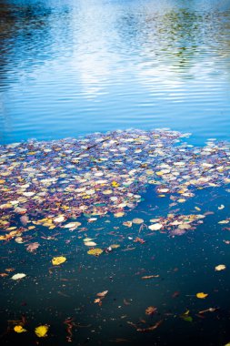 Sonbahar bitkisel güz konsepti olarak Kuru Yapraklar