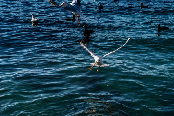 Чайки Над Морской Водой — стоковое фото