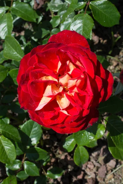 Цветущие Красивые Красочные Розы Саду — стоковое фото