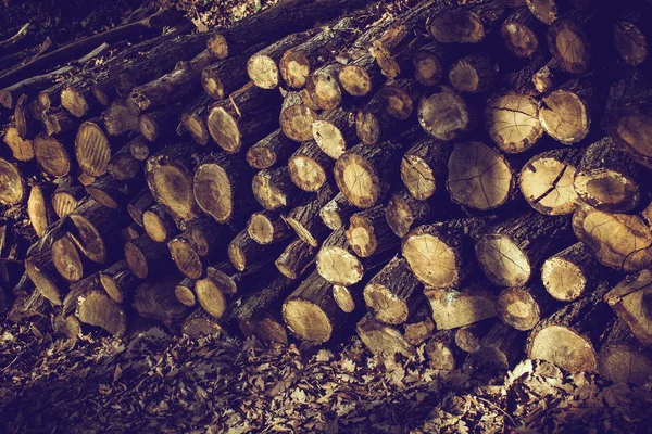 Holzstämme Wald Blick — Stockfoto