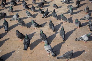 Yalnız kuşlar şehir ortamında yaşar.