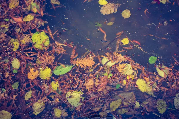 Dry Leaves Autumn Herbal Fall 컨셉트 텍스처 — 스톡 사진