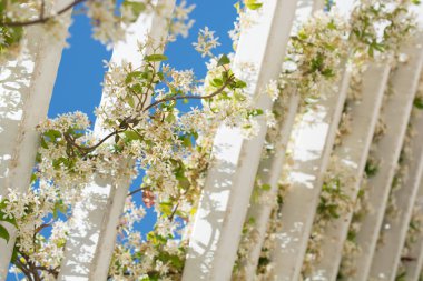 Bahçede bir ağacın parçası görünüyor.