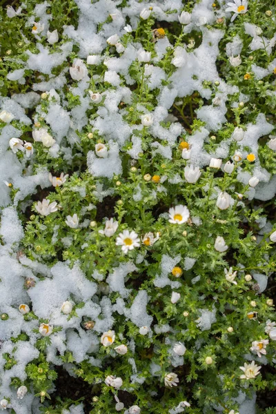 Frühe Blüten Des Frühlings Unter Schnee Garten — Stockfoto