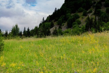 Artvin Dağlık Bölgesi 'nde güzel, renkli, yabani çiçekler açıyor.