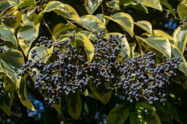 Vahşi meyve doğadaki ağaçta bulunur.