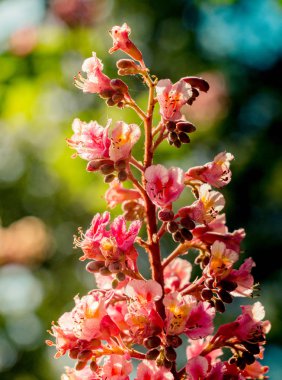 Renkli açan yabani bahar çiçekleri