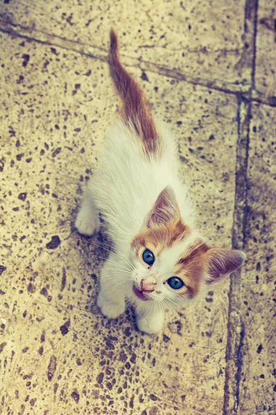 Klein Wit Oranje Schattig Kitten Rotsachtig Oppervlak Het Zicht — Stockfoto