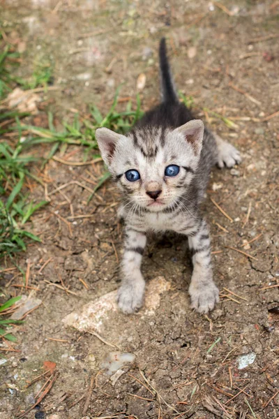 小可爱的灰色小猫在地面上观看 — 图库照片