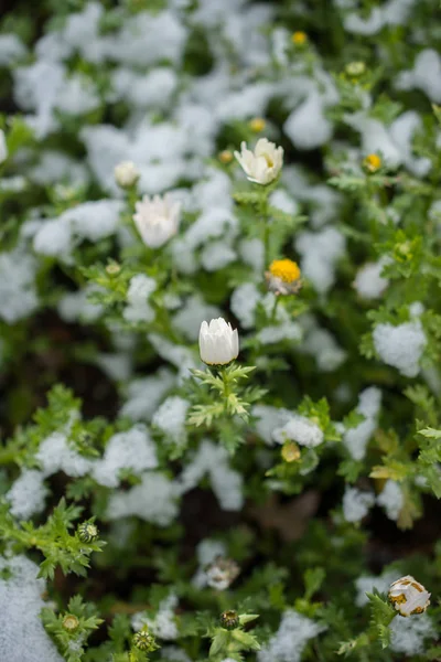 Primeiras Flores Primavera Sob Neve Jardim — Fotografia de Stock