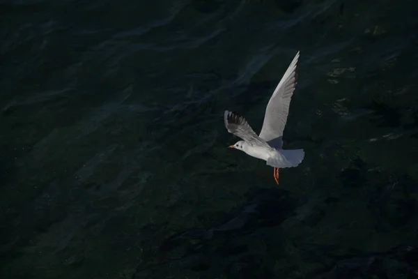 Mouette Unique Volant Dans Ciel Vue — Photo