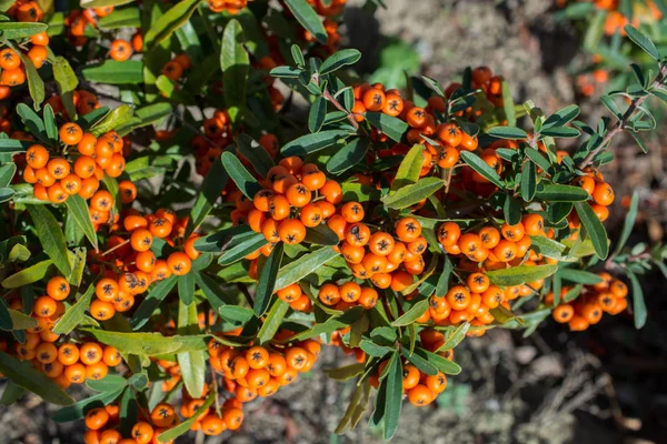 Fruits Sauvages Trouvés Dans Arbre Dans Nature — Photo