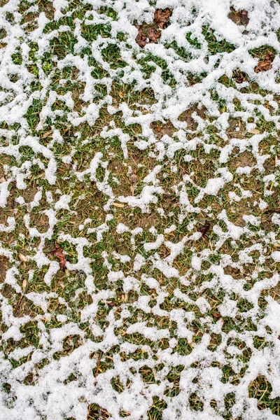 Warstwa Białego Śniegu Trawie Ogrodzie Zimowym — Zdjęcie stockowe