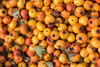 Azarole, Akdeniz medarı, pazarda toplanıp satıldı.