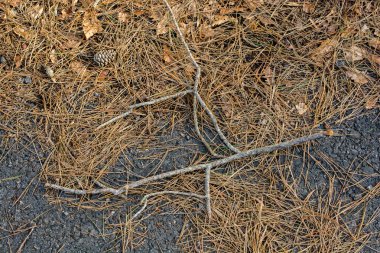 Arka plan için sonbahar yaprakları dokusu. Yaprak arkaplan dokusu