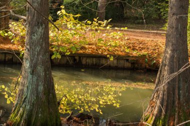 Sonbahar görünümü küçük bir su birikintisi içinde ağaçlar