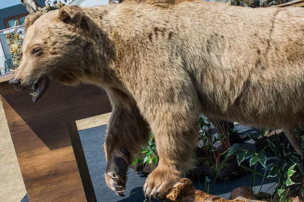 Γεμιστό Μεγάλο Καφέ Αρκούδα Άγριο Ζώο Στη Θέα — Φωτογραφία Αρχείου