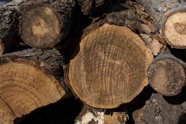 Ormandaki Ahşap Odunlara Yakın Çekim — Stok fotoğraf