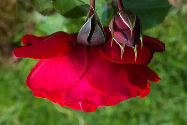 Floraison Belle Rose Colorée Dans Jardin Fond Nature — Photo