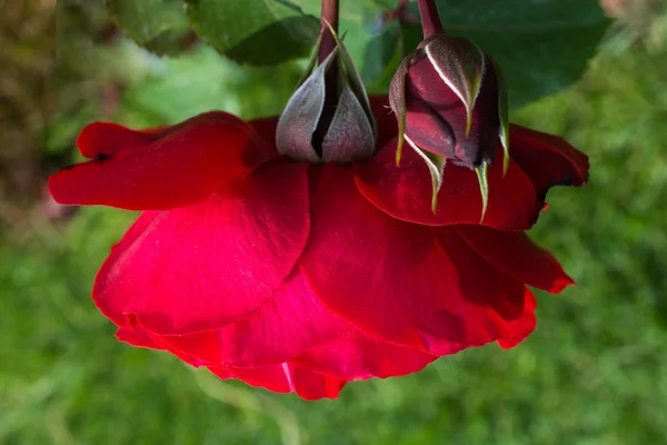 Blühende Schöne Bunte Rose Garten Natur Hintergrund — Stockfoto