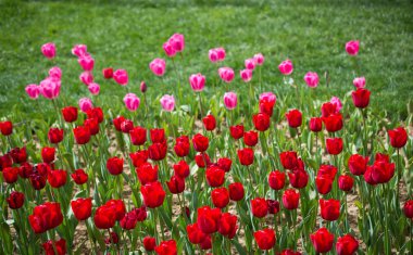 Kartpostal güzelliği tasarımı için güzel laleler.