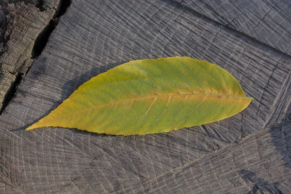 Grosse Feuille Sèche Vue Rapprochée Concept Nature — Photo