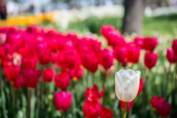 Schöne Tulpen Blume Für Postkarte Schönheit Konzept Design — Stockfoto