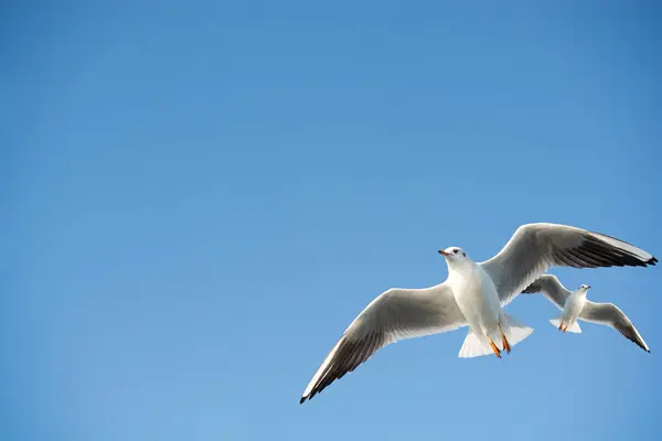 Möwen Fliegen Den Himmel Hintergrund — Stockfoto