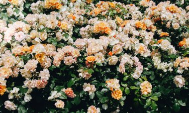 Çiçek arkaplanı gibi güzel renkli güller açıyor.