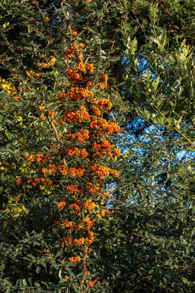 Fruits Sauvages Trouvés Dans Arbre Dans Nature — Photo