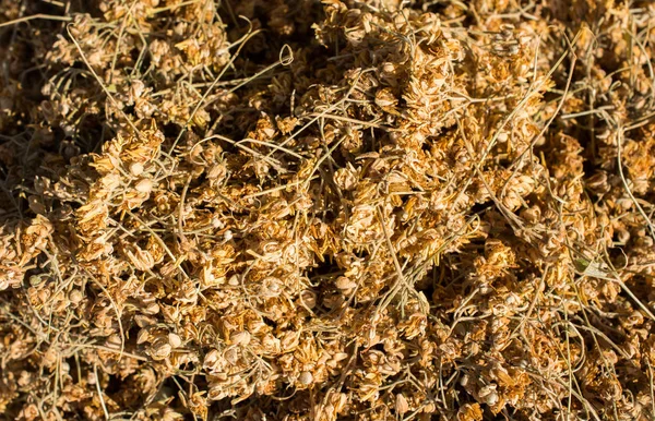 Manzarada yüzlerce ıhlamur ağacı çiçeği