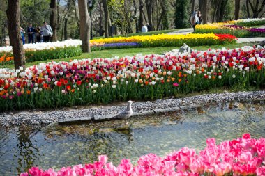 Baharda lalelerin çeşitli renkleriyle dolu lale bahçesi