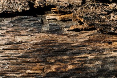 Ağaç gövdesi yüzeyini arkaplan dokusu olarak kes