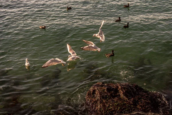 Las Gaviotas Están Sobre Sobre Las Aguas Del Mar — Foto de Stock