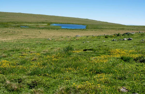 Vilt Gräs Vid Dammen Höglandet Artvin Turkiet — Stockfoto