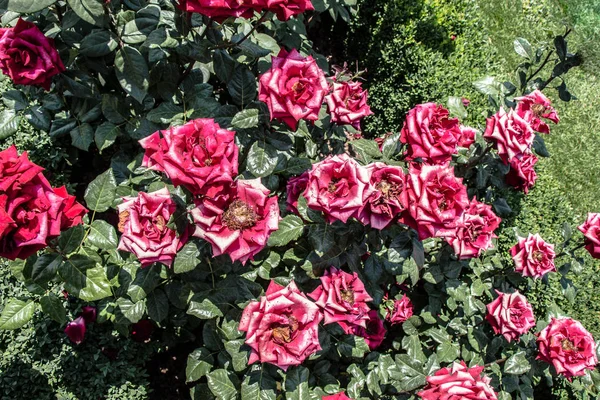 Pink Roses Botanical Park Istanbul Display — Stock Photo, Image