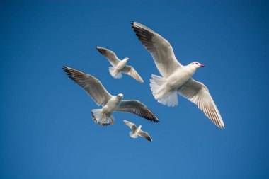 Bir çift martı gökyüzünde mavi bir zemin üzerinde uçuyor.