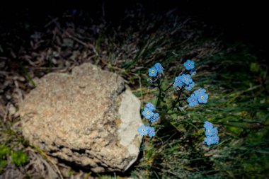 Artvin Dağlık Bölgesi 'nde güzel, renkli, yabani çiçekler açıyor.