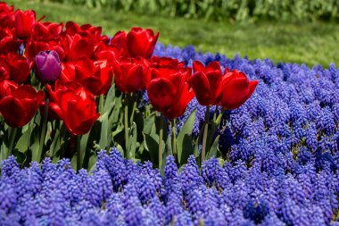 Bahçede renkli lale çiçekleri açar.