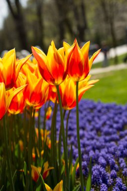 Baharda turuncu renkli taze laleler.