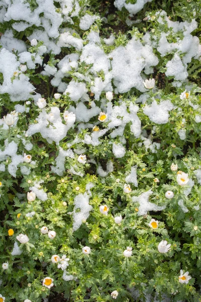 Primeiras Flores Primavera Sob Neve Jardim — Fotografia de Stock