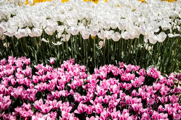 Färgglada Tulpanblommor Blommar Vårträdgården — Stockfoto