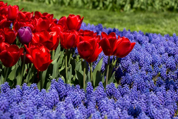Kolorowe Kwiaty Tulipan Kwitną Ogrodzie — Zdjęcie stockowe