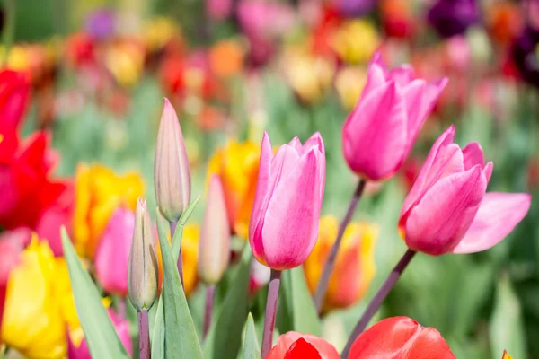 Flores Tulipán Colores Florecen Jardín Primavera — Foto de Stock