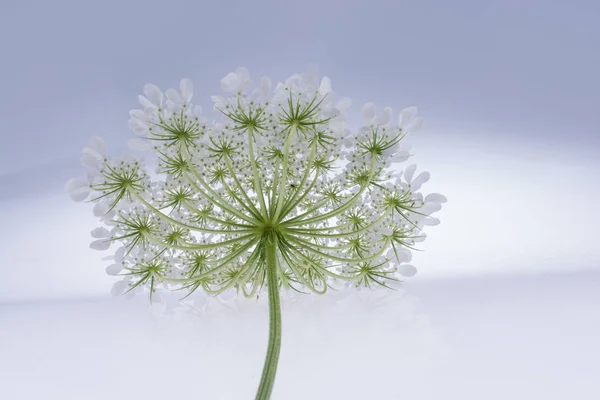 White Flower White Background Royalty Free Stock Photos