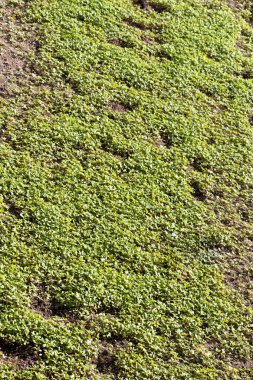 Bahar tarlasında filizlenen tarımsal ekinler