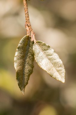 Yeşil yapraklar arka planda