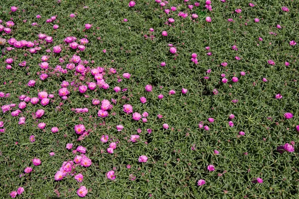Flores Color Rosa Jardín Verde —  Fotos de Stock